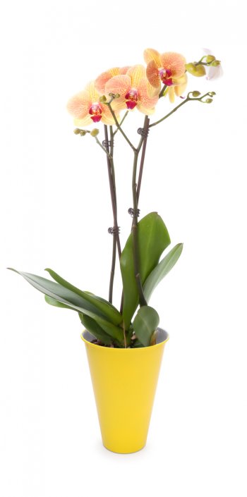 Vaso N3 para orquídea 28x19 cm colorido